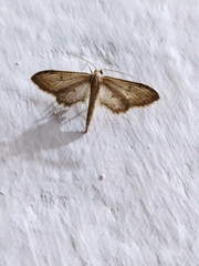 Lepidoptera