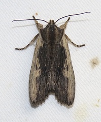 Lithophane hemina