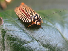 Cerace xanthocosma