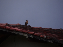 Colaptes campestris campestris