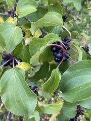 Rhamnus cathartica