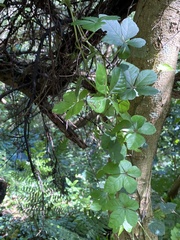 Causonis corniculata