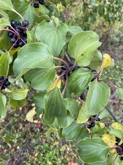 Rhamnus cathartica