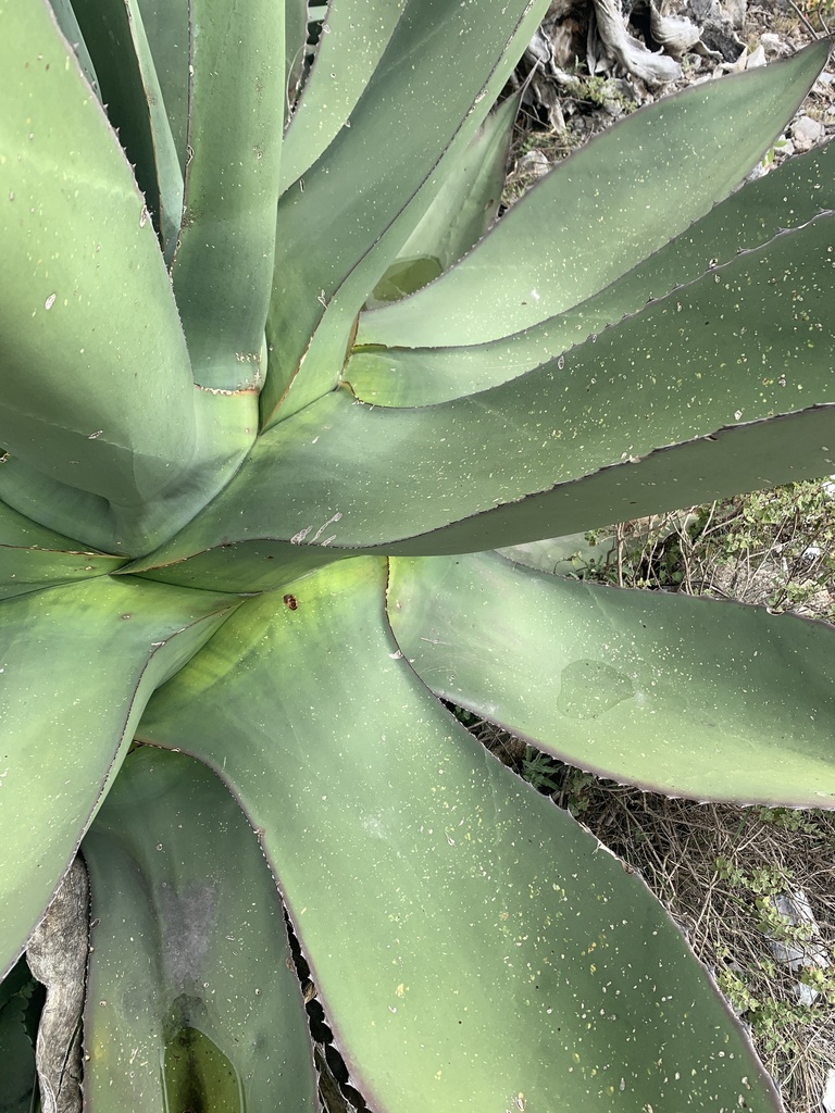 Agave crassispina Trel. 2