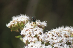 Misumenoides formosipes