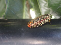 Cerace xanthocosma