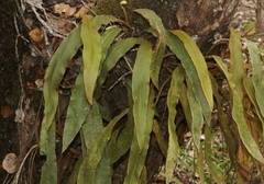 Elaphoglossum paleaceum