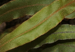 Elaphoglossum paleaceum