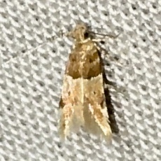 Theisoa constrictella