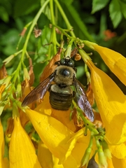 Xylocopa virginica texana
