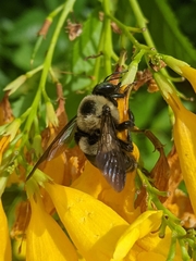 Xylocopa virginica texana
