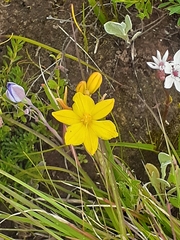 Bulbine bulbosa