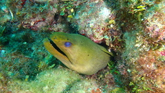 Gymnothorax funebris