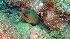 Gymnothorax funebris
