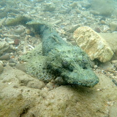 Cymbacephalus beauforti