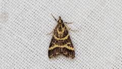 Scoparia spelaea