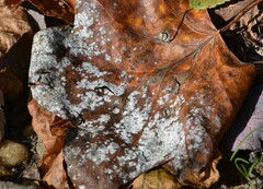 Erysiphe liriodendri