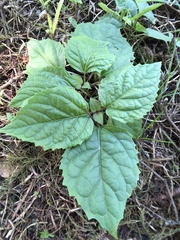 Clerodendrum canescens