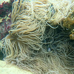 Heteractis crispa