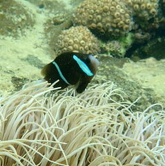 Amphiprion akindynos