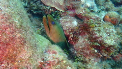 Gymnothorax funebris