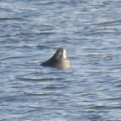 Phoca vitulina