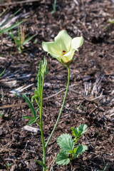 Hibiscus pusillus