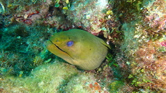 Gymnothorax funebris