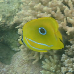 Chaetodon bennetti