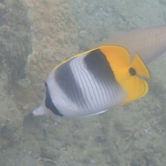 Chaetodon ulietensis