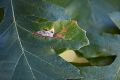 Tischeria quercitella