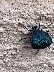 Cysteodemus wislizeni