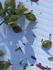 Hypericum hypericoides