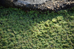 Azolla caroliniana