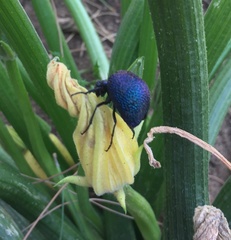 Cysteodemus wislizeni