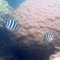Abudefduf sexfasciatus