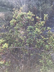 Hypericum hypericoides