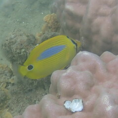 Chaetodon plebeius