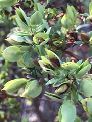 Hypericum hypericoides