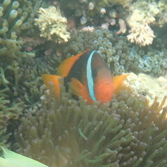 Amphiprion melanopus