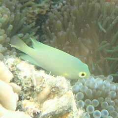 Pomacentrus moluccensis