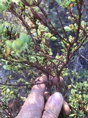 Hypericum hypericoides