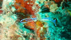 Ancylomenes pedersoni