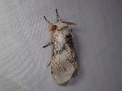 Iropoca rotundata