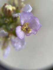 Cakile maritima maritima