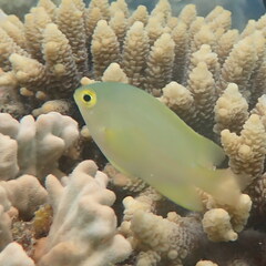 Pomacentrus moluccensis