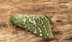 Aenetus virescens