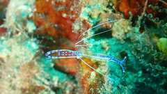 Ancylomenes pedersoni