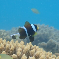 Amphiprion akindynos