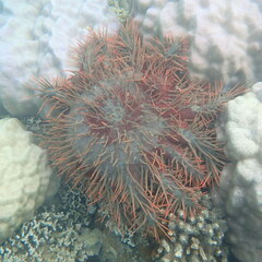 Acanthaster